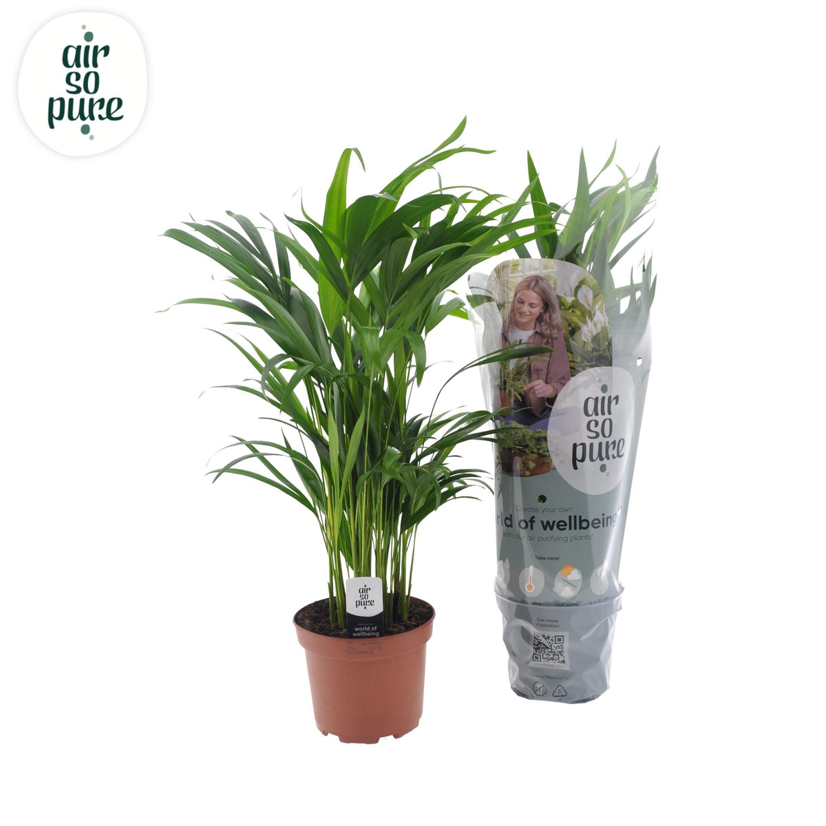 Dypsis lutescens (goudpalm) – Ø17 cm, 65 cm hoog – art. 11153