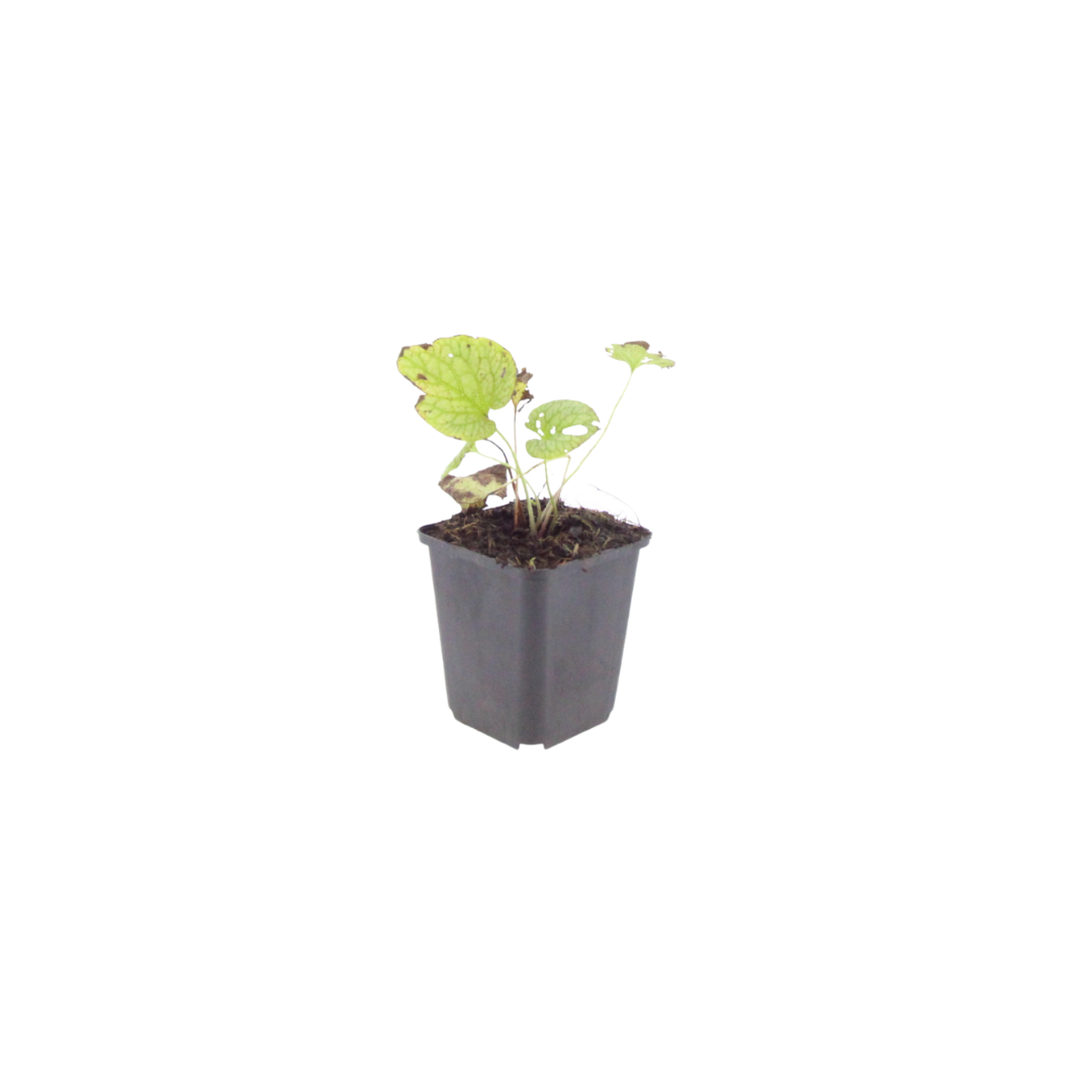 Brunnera macrorrhizum 'Jack Frost' (Kaukasische vergeet-mij-niet) – 12 planten, Ø9 cm, 10–25 cm hoog