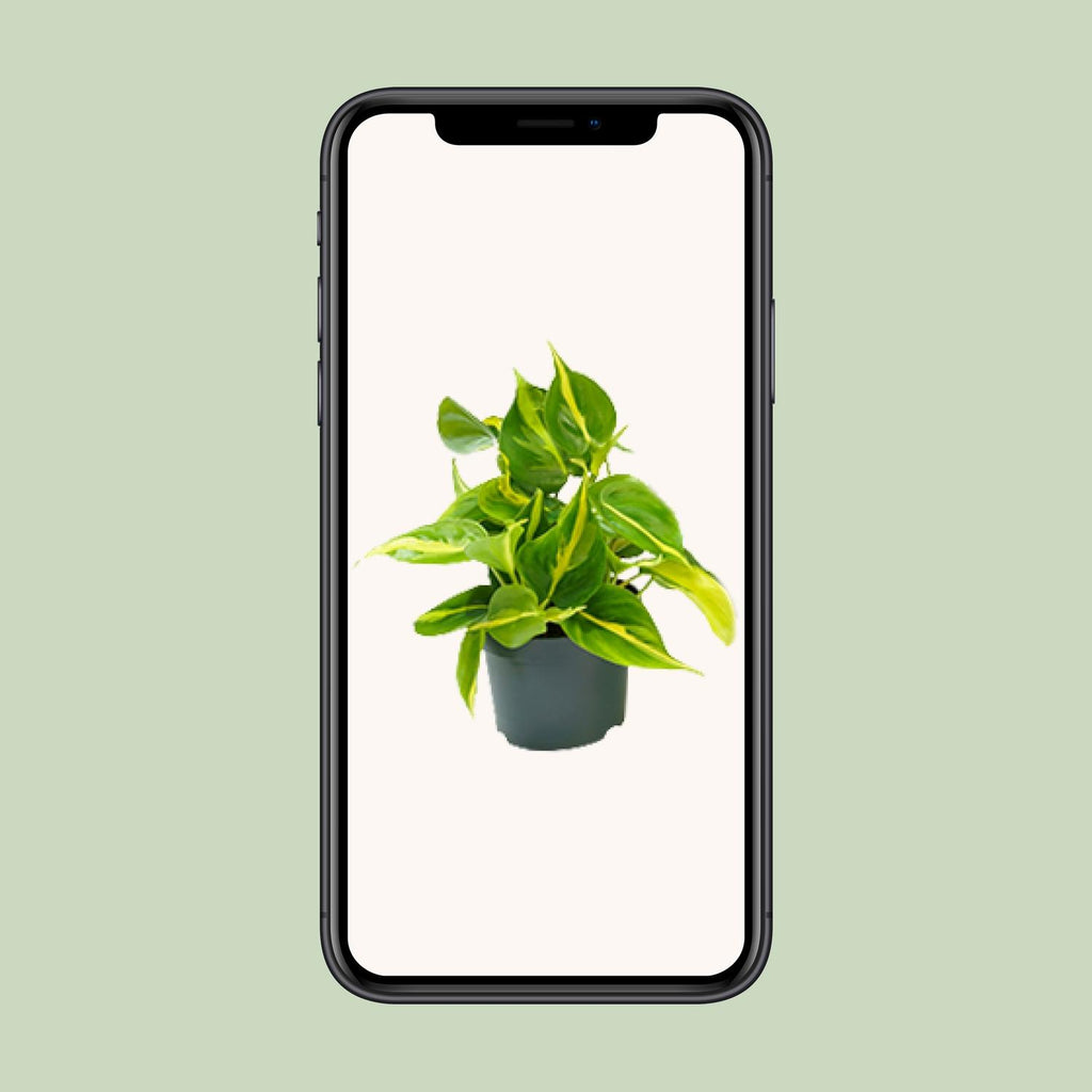 Philodendron scandens Brasil – Ø 12 cm, 15 cm hoch – Bild 4