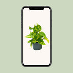 Philodendron scandens Brasil – Ø 12 cm, 15 cm hoch
