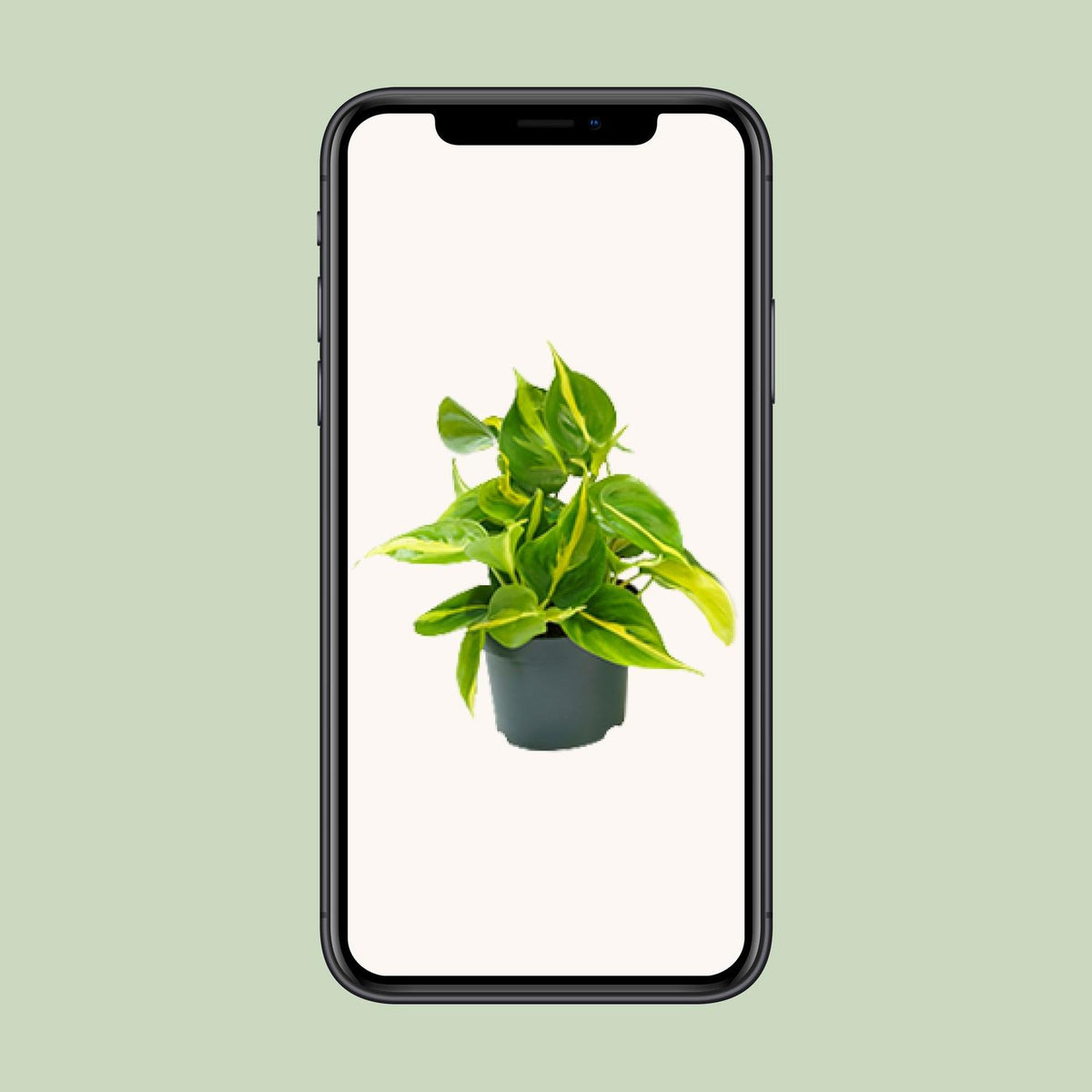 Philodendron scandens Brasil – Ø 12 cm, 15 cm hoch – Bild 4