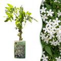 Jasminum officinale (jasmin commun) – blanc – 4 plantes, Ø9 cm, 35 cm de haut
