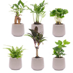 Mini-plantenset in Joey-sierpot grijs mat – Ø7 cm