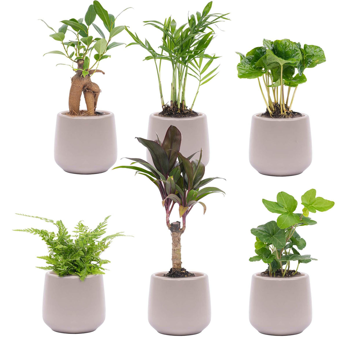 Mini-plantenset in Joey-sierpot grijs mat – Ø7 cm