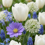 Lot de bulbes Jardin bleu – 125 bulbes (calibre 10/12)
