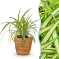 Chlorophytum comosum Variegatum (græsløg) med kurv – Ø12 cm, 20 cm høj