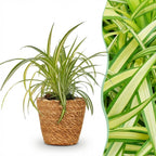Chlorophytum comosum Variegatum (græsløg) med kurv – Ø12 cm, 20 cm høj