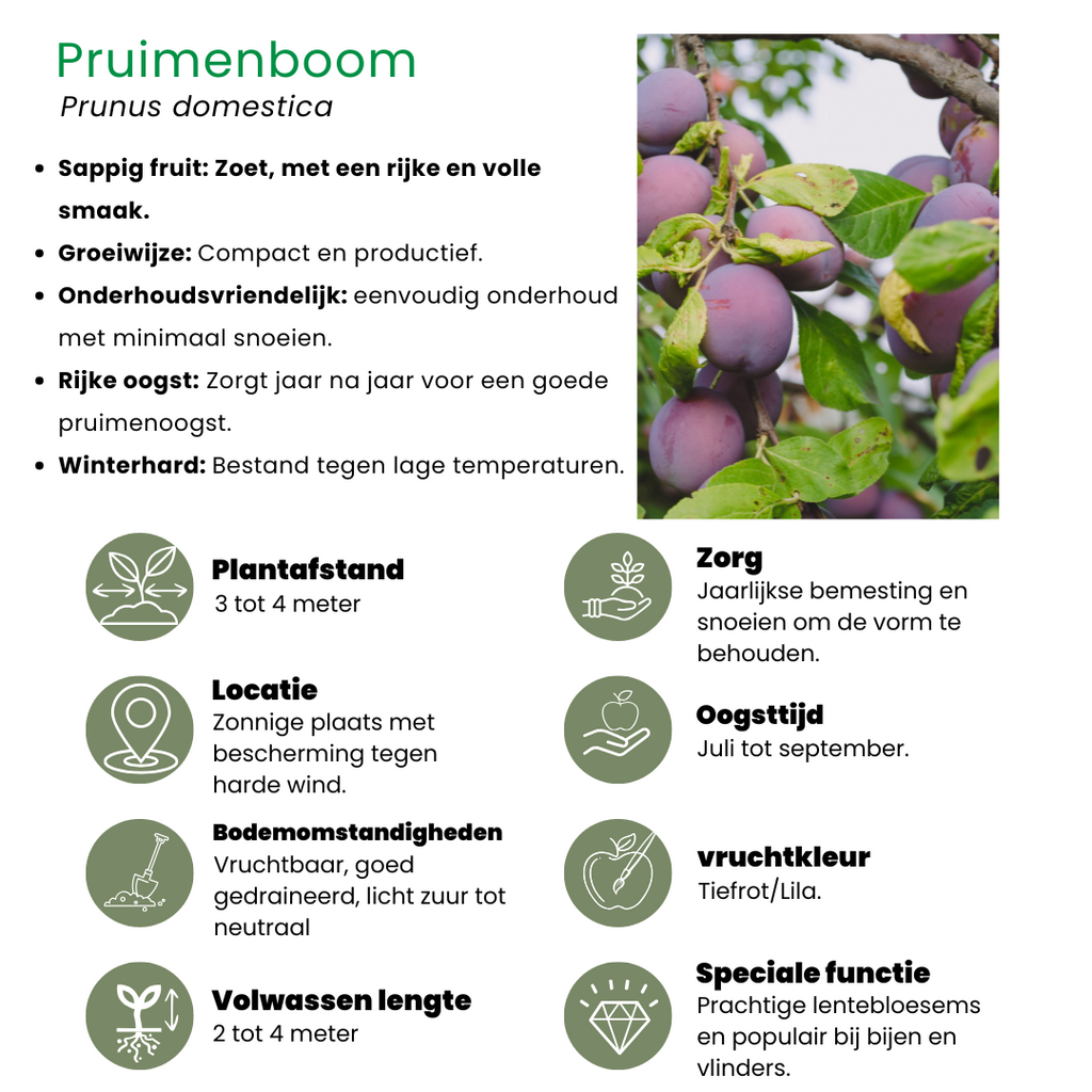 Apple tree (Malus domestica) – 4 plants, Ø20 cm, 60 cm high – photo 7