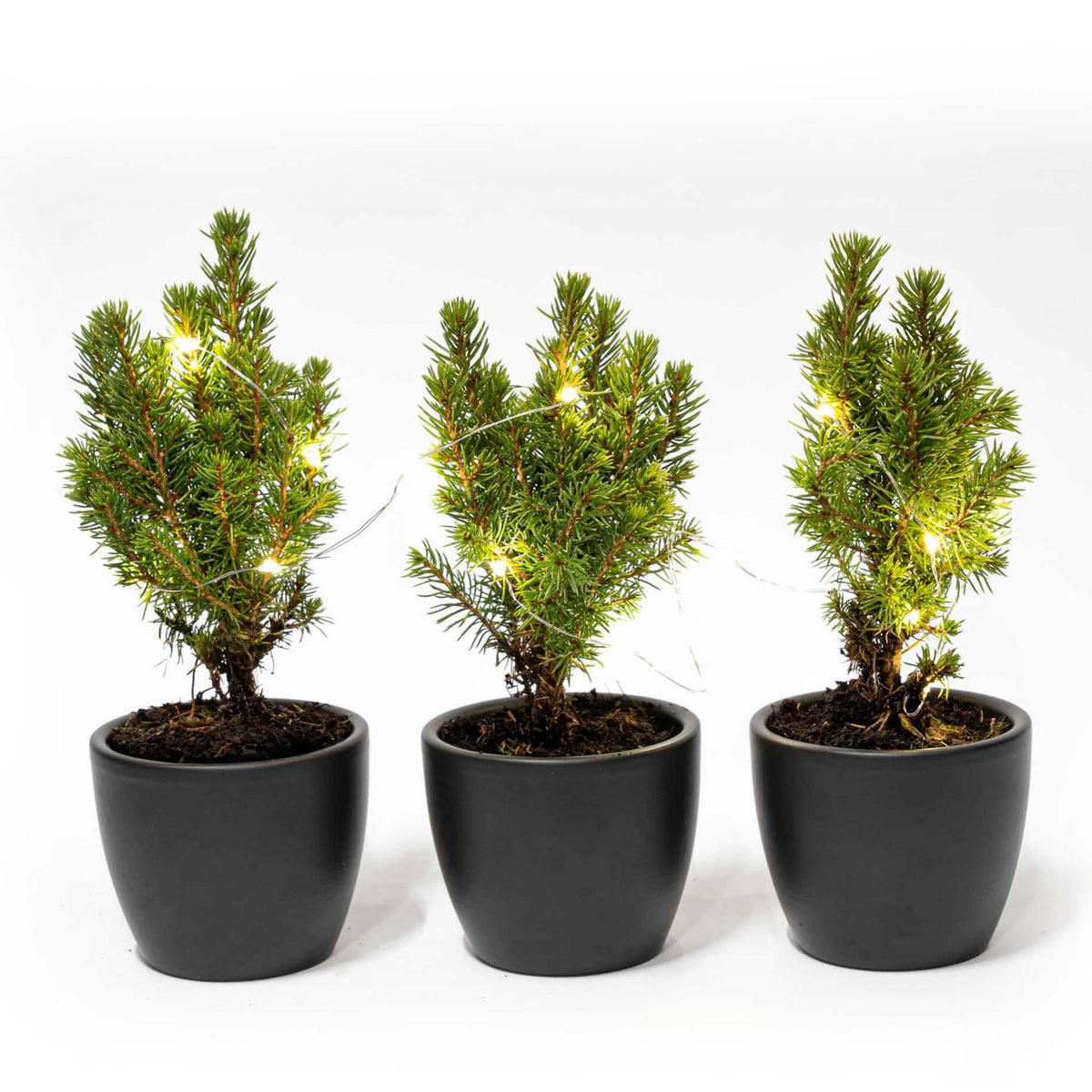 Mini-juletræer i boule-potte i antracit – Ø7 cm – LED-lys