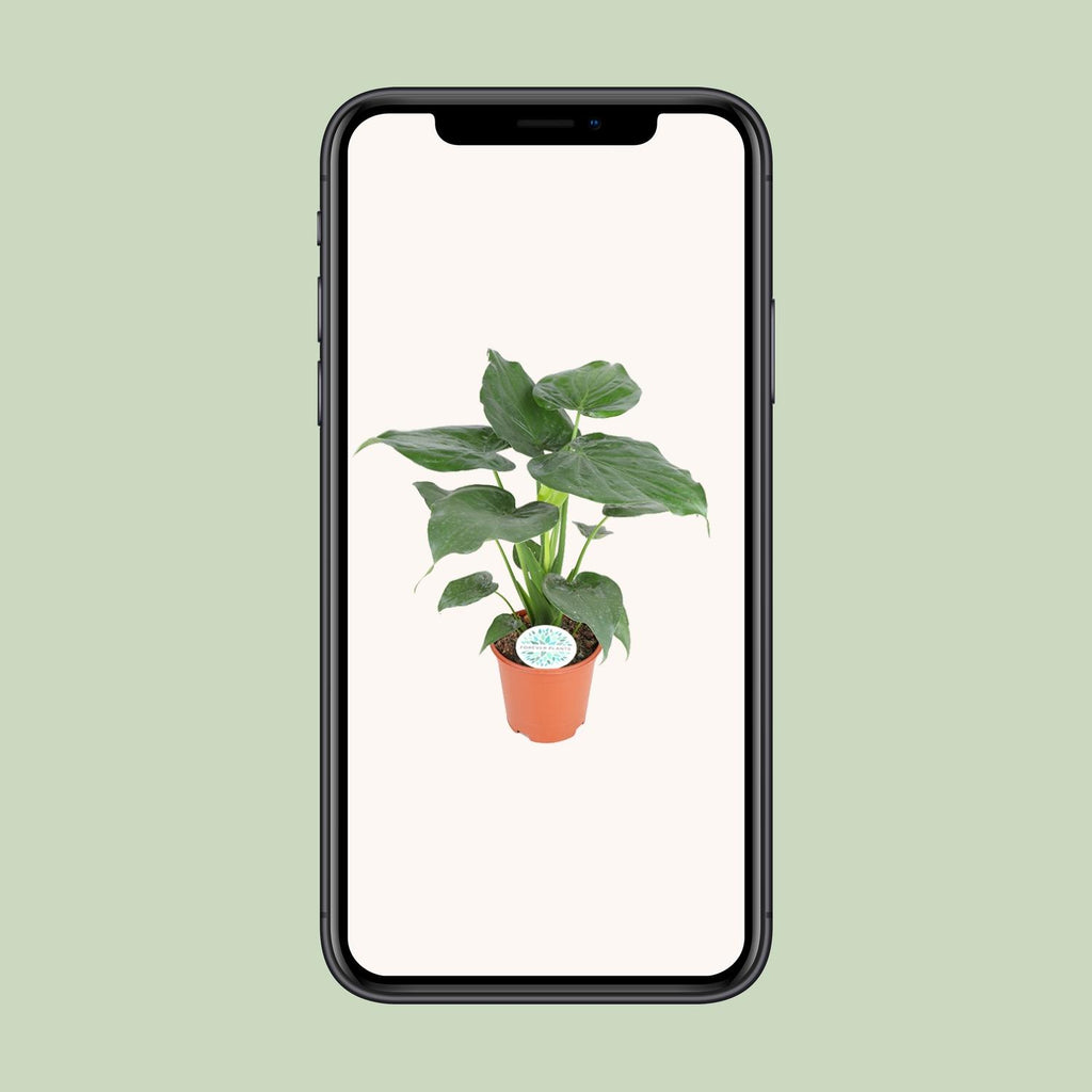 Alocasia Cucullata (oreille d'éléphant) – Ø21 cm, 80 cm de haut – photo 4