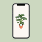 Alocasia Cucullata (oreille d'éléphant) – Ø21 cm, 80 cm de haut