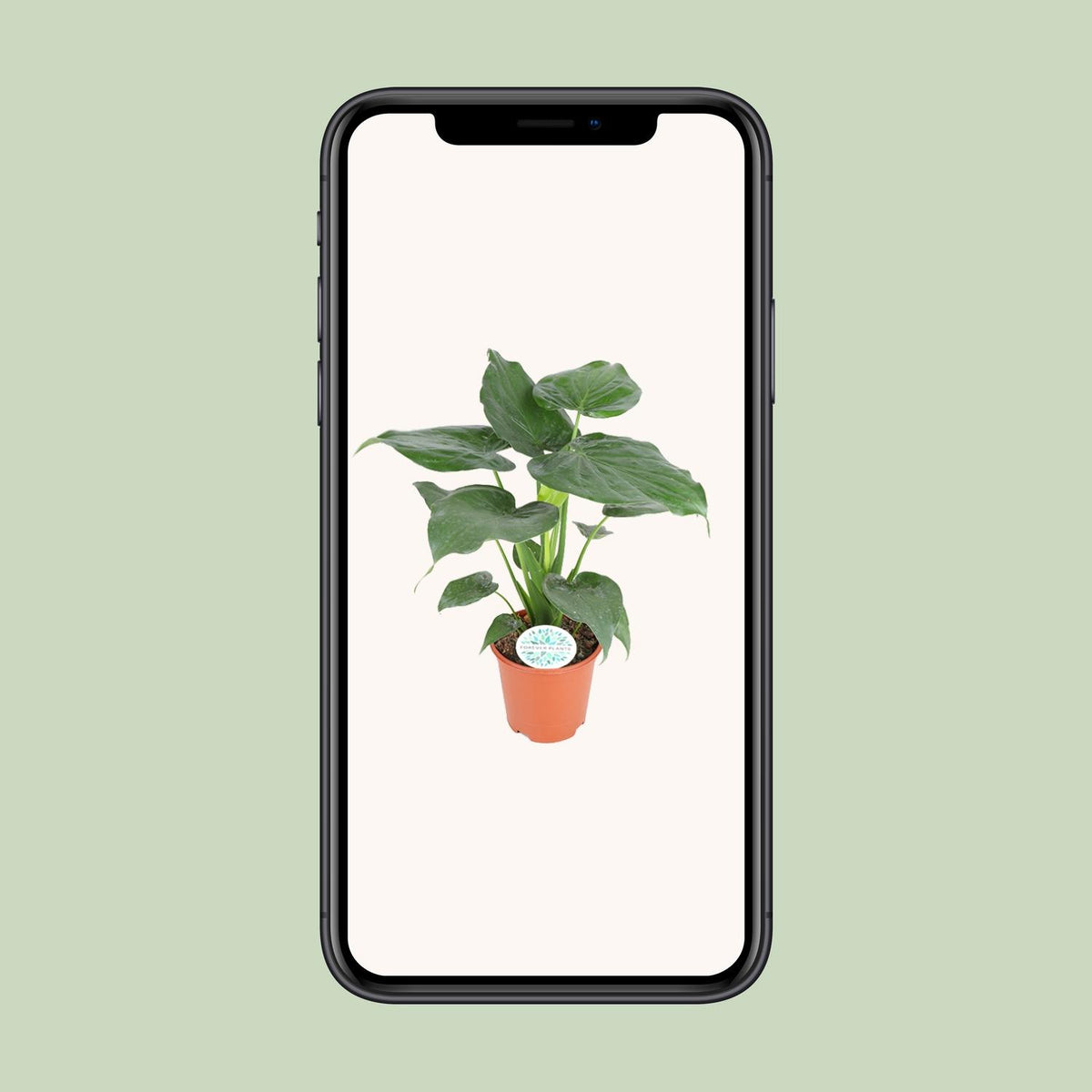 Alocasia Cucullata (oreille d'éléphant) – Ø21 cm, 80 cm de haut