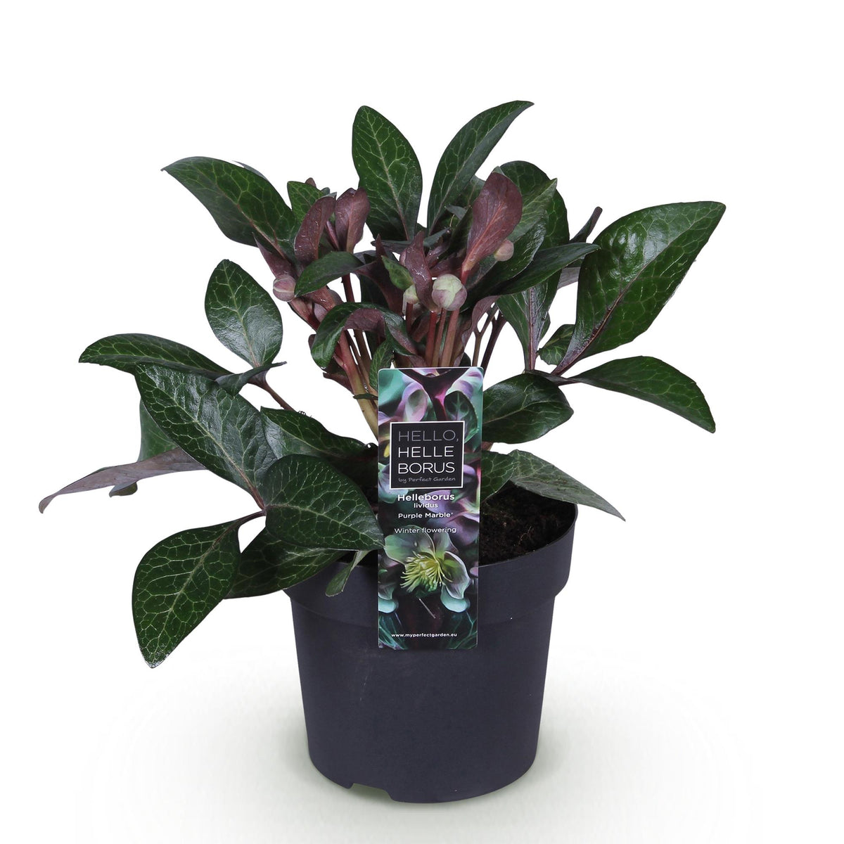 Helleborus lividus 'Purple Marble' (kerstroos) – Ø14 cm, 35 cm hoog – foto 2