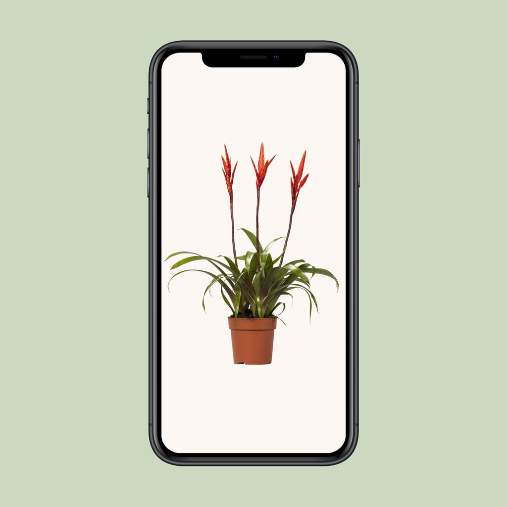 Vriesea Elan Büschel (Bromeliaceae) – Ø12 cm, 55 cm hoch