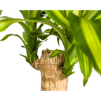 Dracaena fragrans Massangeana (Drachenbaum) – Ø 21 cm, 90–110 cm hoch