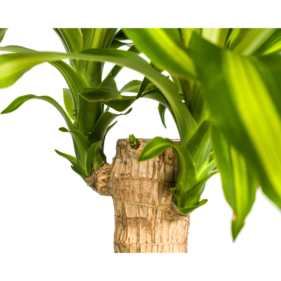 Dracaena fragrans Massangeana (Drachenbaum) – Ø 21 cm, 90–110 cm hoch