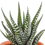 15× Mélange de cactus et plantes grasses (Cactaceae) – Ø6 cm, 13 cm de haut