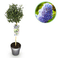 Ceanothus impressus 'Victoria' (Amerikaanse sering) op stam – Ø19 cm, 90 cm hoog
