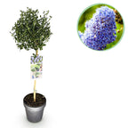 Ceanothus impressus 'Victoria' (Amerikaanse sering) op stam – Ø19 cm, 90 cm hoog