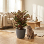 Calathea makoyana in Potter-sierpot grijs – Ø19 cm, 70 cm hoog
