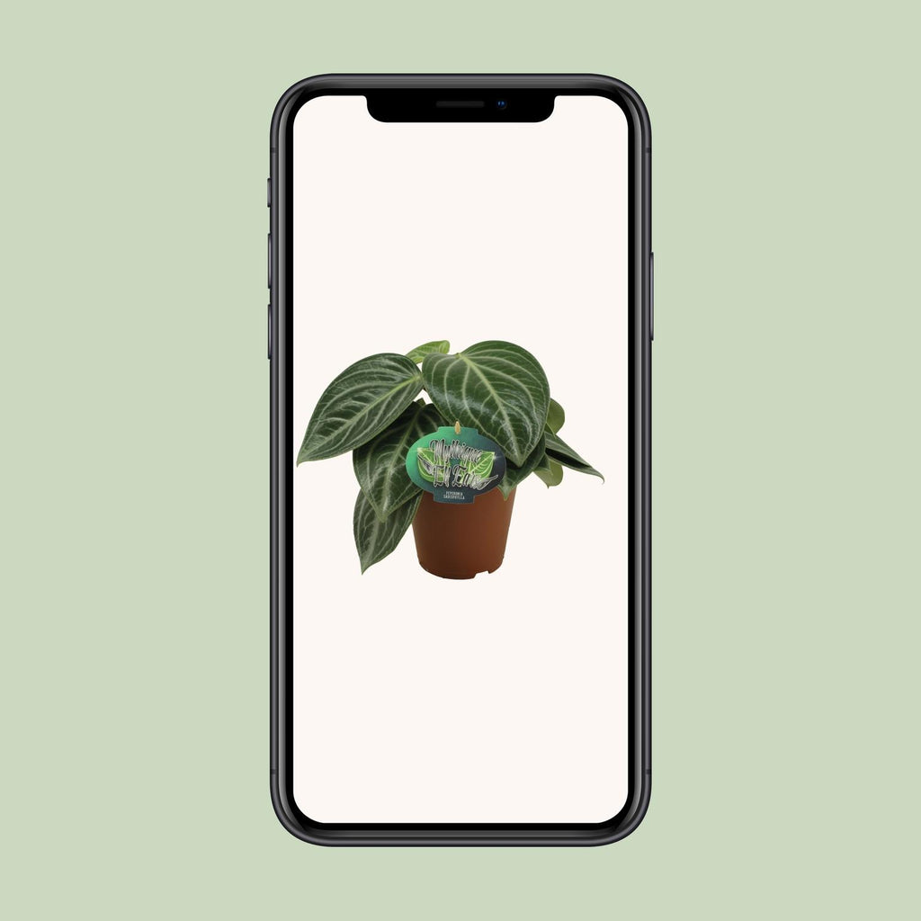 Peperomia Sarcophylla – Ø15 cm, 25 cm hoog