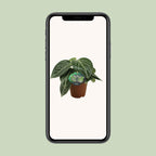 Peperomia Sarcophylla – Ø15 cm, 25 cm hoog