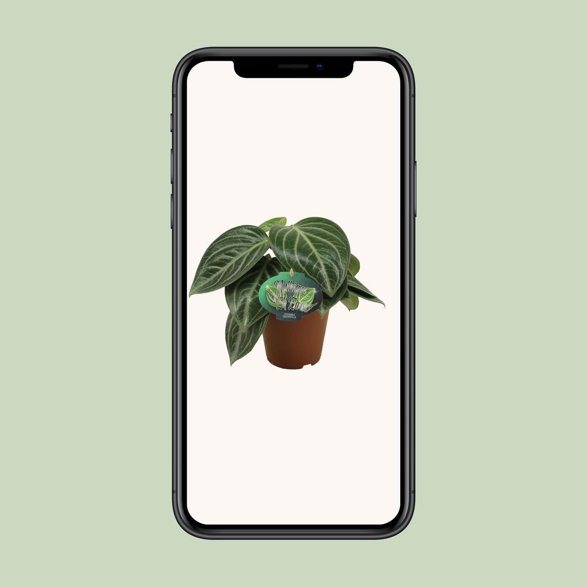 Peperomia Sarcophylla – Ø15 cm, 25 cm hoog