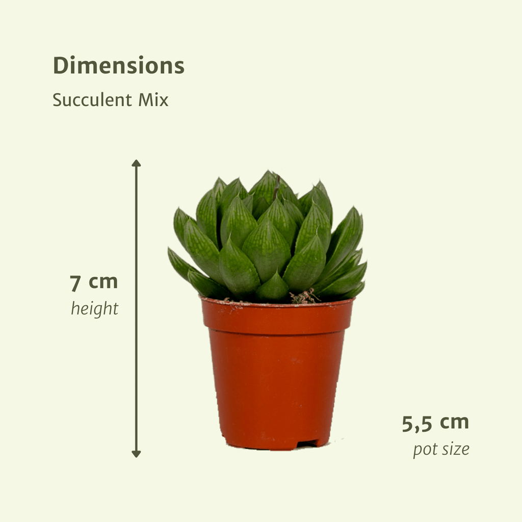 10× Vetplanten – Ø6 cm, 7 cm hoog