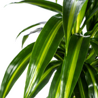 Dracaena Deremensis Hawaiian Sunshine (drakenboom) – Ø21 cm, 90–110 cm hoog