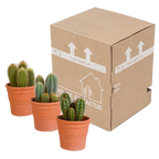Mélange de Céreus (Cactaceae) en pot en terre cuite – Ø11 cm, 23 cm de haut