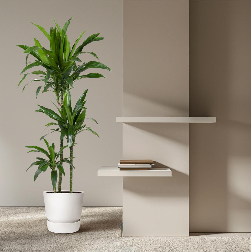 Dracaena Janet Craig (Drachenbaum) – Ø 24 cm, 150 cm hoch