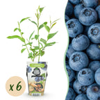 Vaccinium corymbossum 'Goldtraube' (blueberry) – 6 plants, Ø9 cm, 35 cm high
