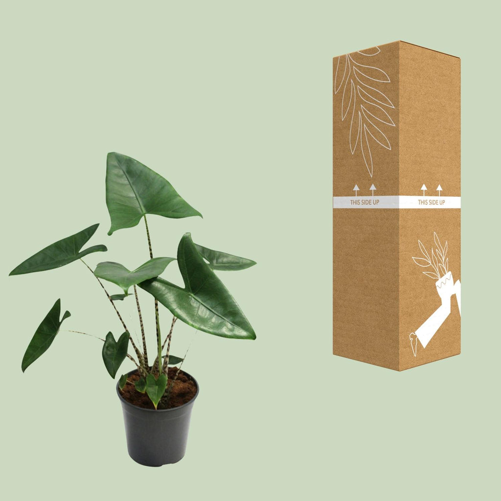 Alocasia zebrina (Zebrano-Alocasia) – Ø 21 cm, 80 cm hoch – Bild 8
