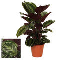 Calathea Medaillon – Ø19 cm, 75 cm hoog