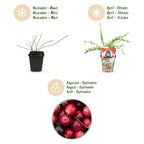 Vaccinium macrophylla 'Early Black' (myrtille) – 6 plants, Ø9 cm, 35 cm de haut