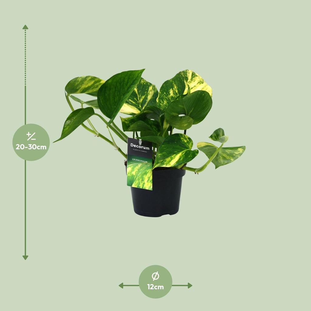 Epipremnum (scindapsus) – Ø12 cm, 25 cm hoch – aureum – Art. 12448