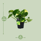 Epipremnum (scindapsus) – Ø12 cm, 25 cm hoch – aureum – Art. 12448