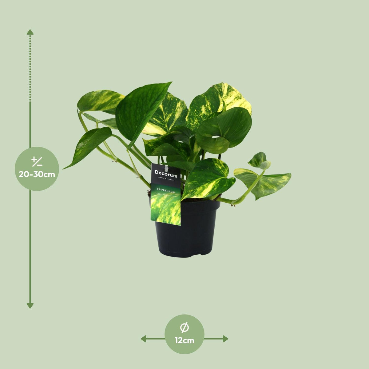 Epipremnum (scindapsus) – Ø12 cm, 25 cm hoog – aureum – art. 12448