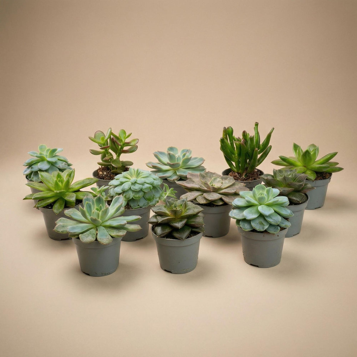 Sukkulenten – Ø 6 cm