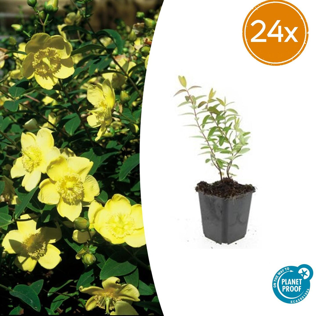 Hypericum 'Hidcote' (Johanniskraut) – 24 Pflanzen, Ø9 cm, 10–25 cm hoch – Bild 2
