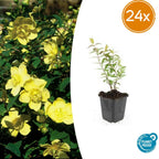Hypericum 'Hidcote' (Johanniskraut) – 24 Pflanzen, Ø9 cm, 10–25 cm hoch