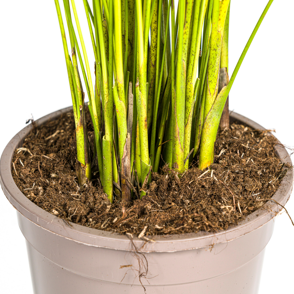 Dypsis Areca Lutescens (goudpalm) – Ø19 cm, 80–100 cm hoog