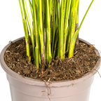 Dypsis Areca Lutescens (goudpalm) – Ø19 cm, 80–100 cm hoog