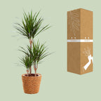 Dracaena marginata (dragebreg) – Ø21 cm, 95 cm høj