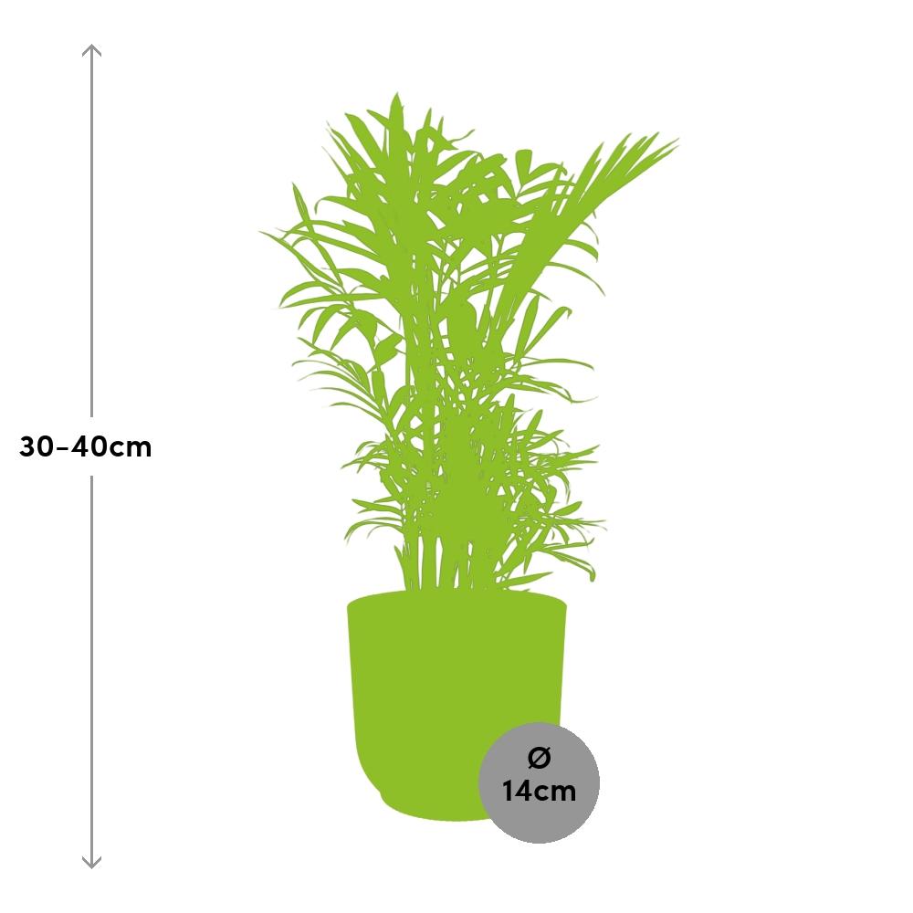 Chamaedorea elegans i ELHO Vibes Fold 14 cm gul (bergpalm) – 40 cm hög – bild 3