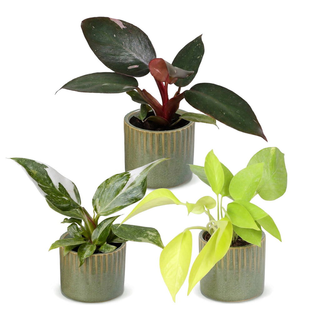 3× Philodendron tricolore bébé incl. olive Linnea – Ø6 cm, 10–15 cm de haut