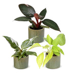 3× Philodendron tricolore bébé incl. olive Linnea – Ø6 cm, 10–15 cm de haut