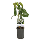 Clematis armandii (Waldrebe) – weiß – Ø11 cm, 40 cm hoch