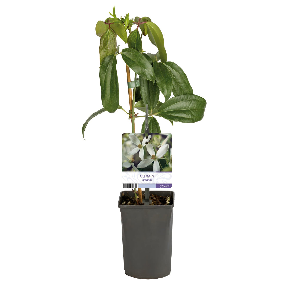 Clematis armandii (bosrank) – wit – Ø11 cm, 40 cm hoog