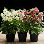 Helleborus orientalis 'Double Tricolour' (Christrose) – rosa – 3 Pflanzen, Ø 14 cm, 35 cm hoch